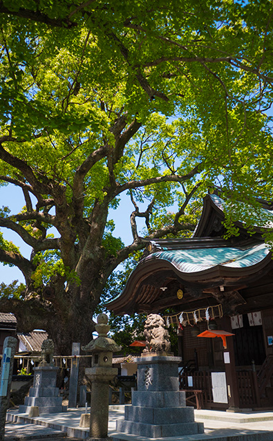 拝殿と大楠