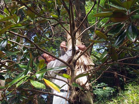 神事：穀霊つなぎ
